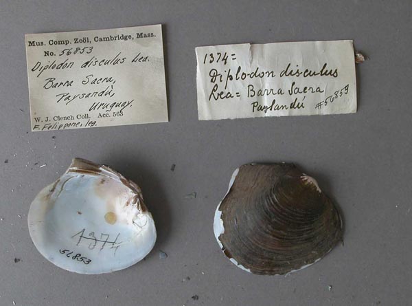 image of lot MCZ_56853 image of lot MCZ_56853