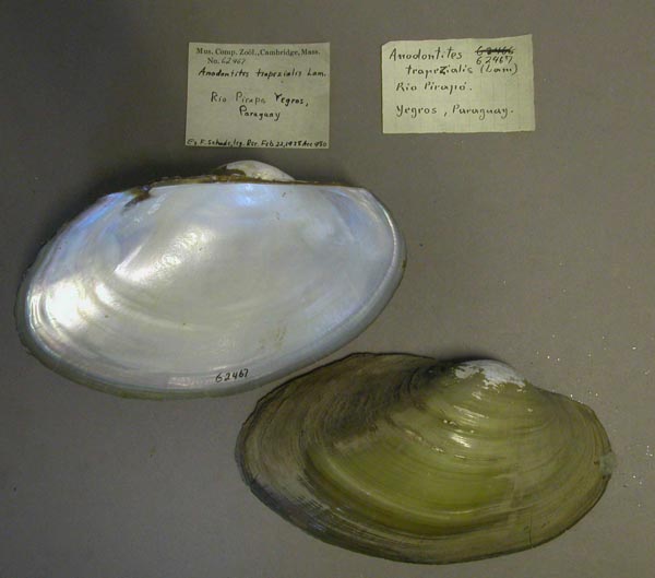specimen