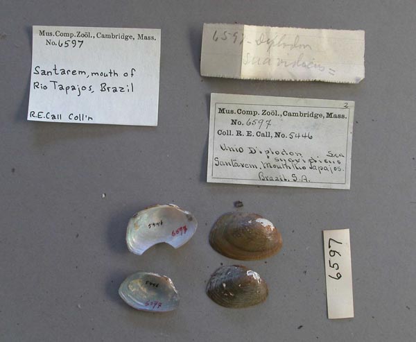 specimen