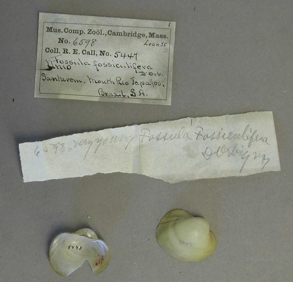 specimen