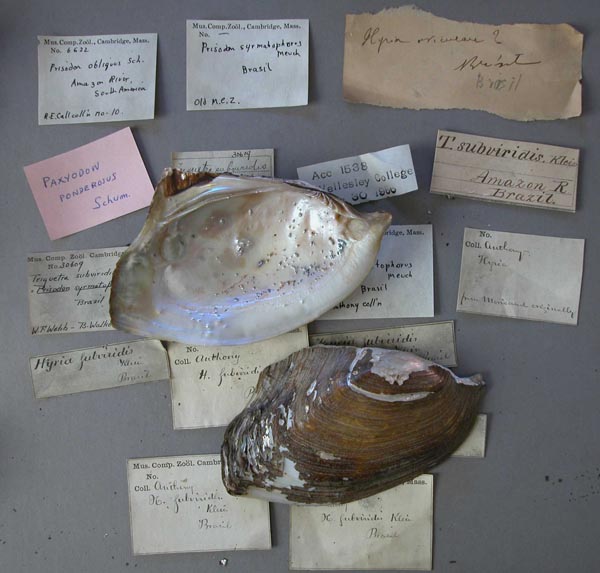 specimen