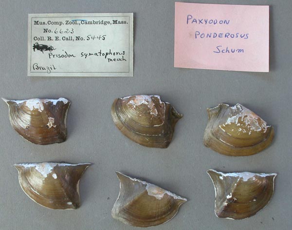 specimen