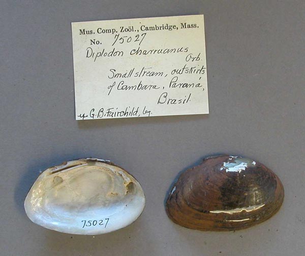 specimen