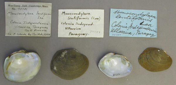 specimen