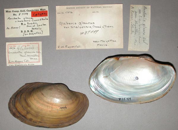 specimen