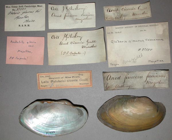 specimen