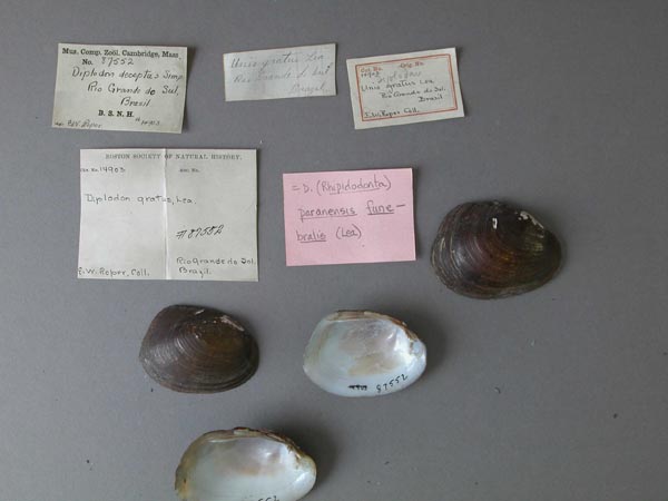 specimen