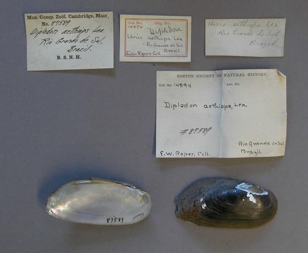 specimen