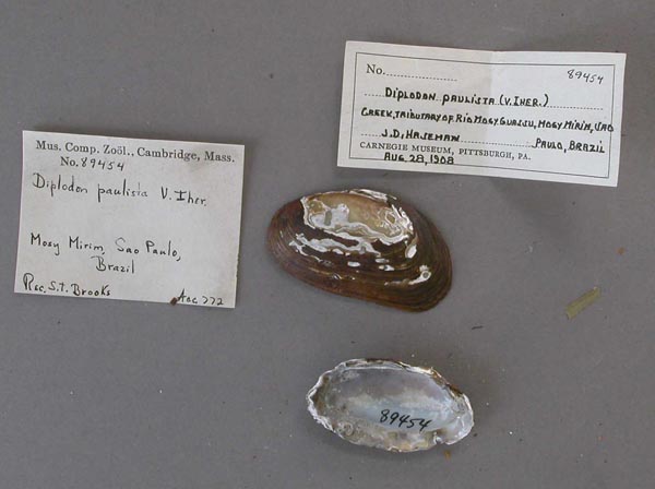 specimen
