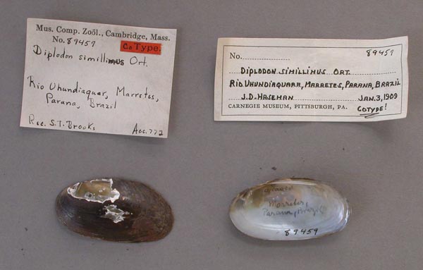 specimen