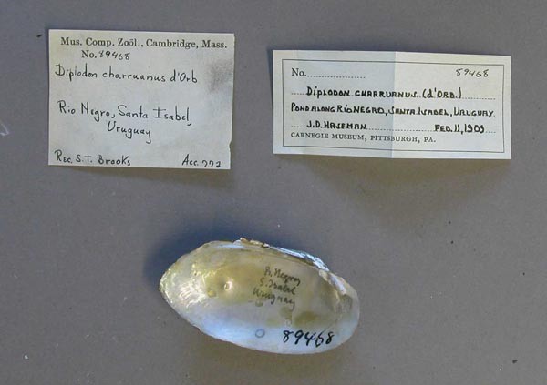 specimen