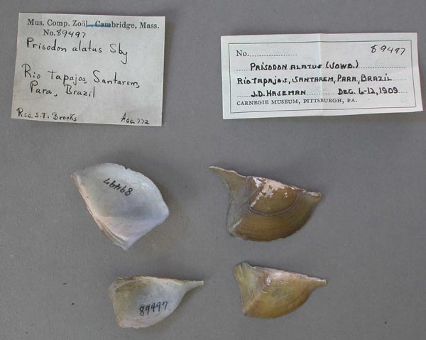 specimen
