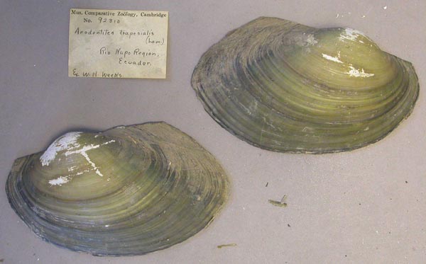 specimen