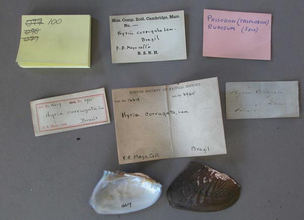 specimen
