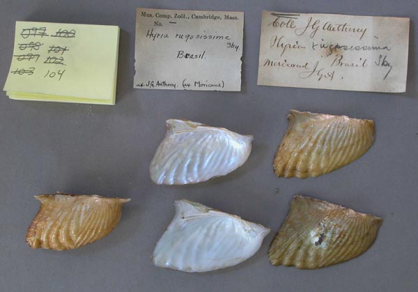 specimen