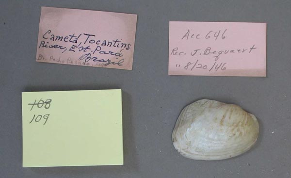 specimen