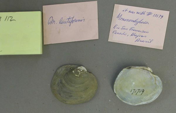 image of lot MCZ_MP.112