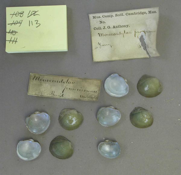 image of lot MCZ_MP.113