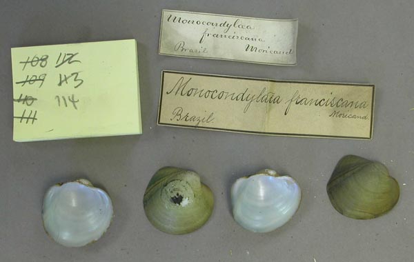 specimen