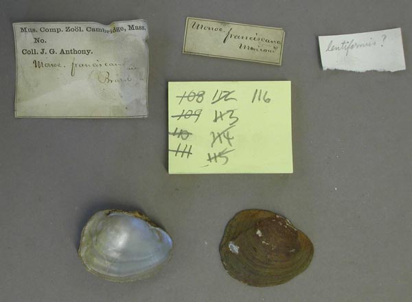 image of lot MCZ_MP.116