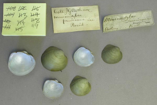 image of lot MCZ_MP.119