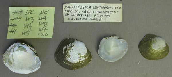 specimen