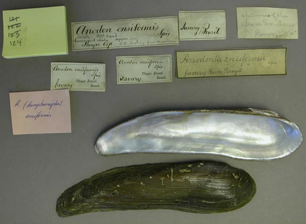 specimen