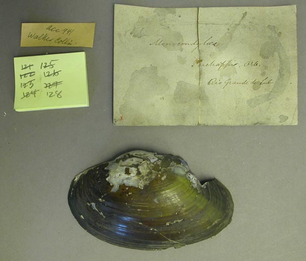 specimen