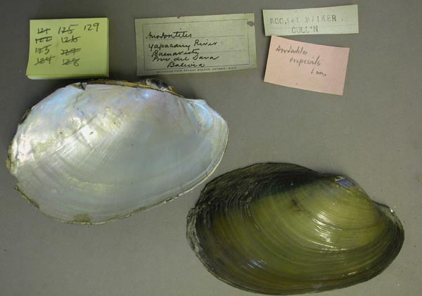 specimen