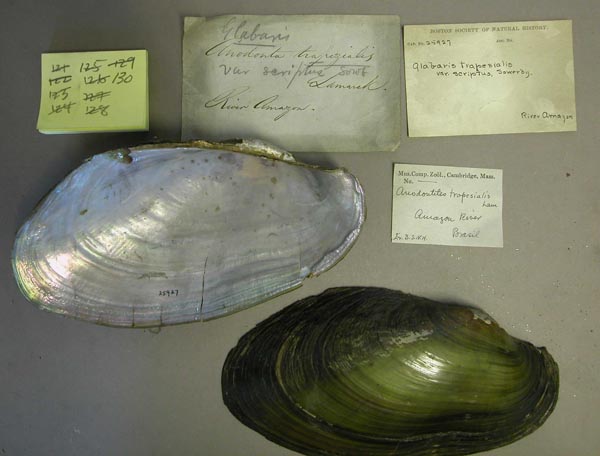 specimen