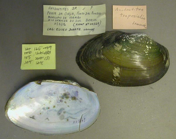 specimen
