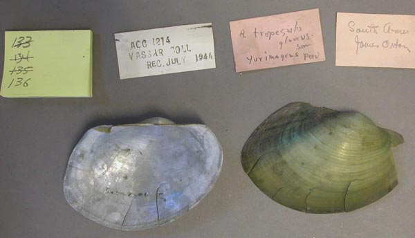 specimen