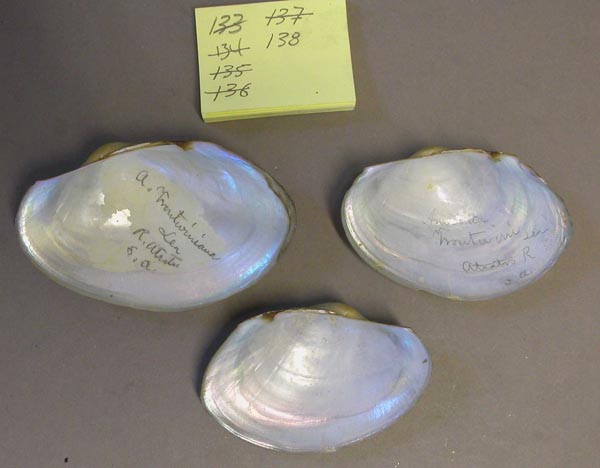 specimen