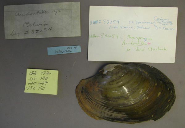 specimen