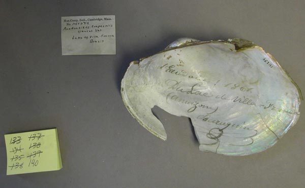 specimen