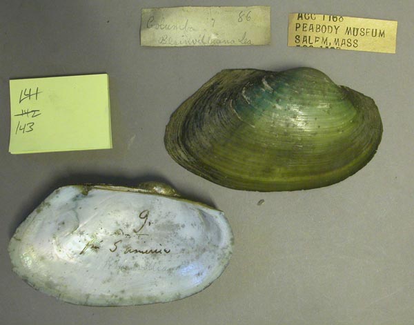 specimen