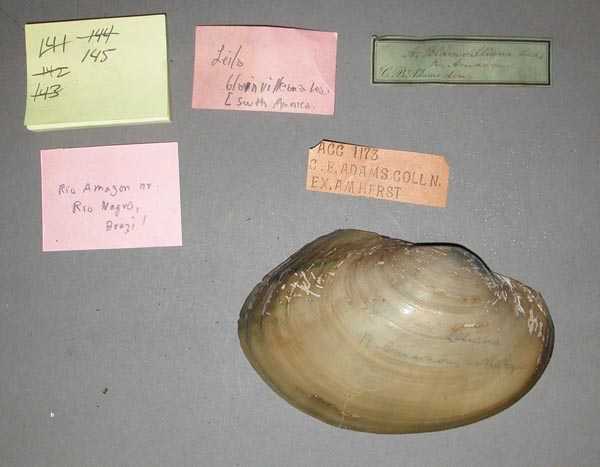 specimen