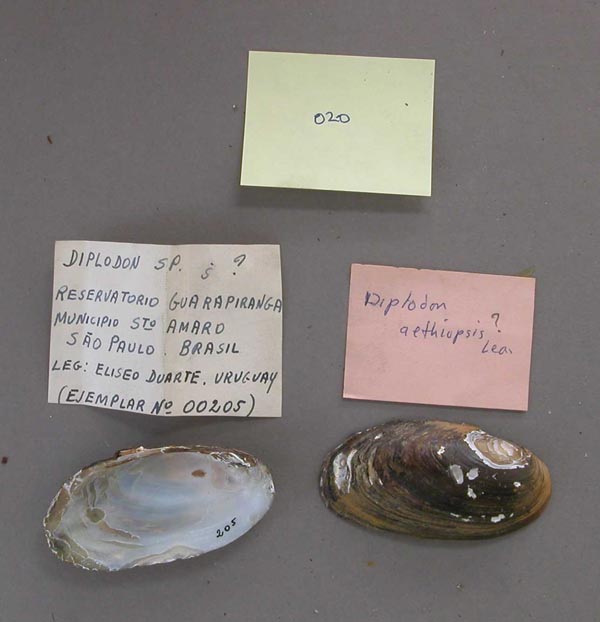 specimen