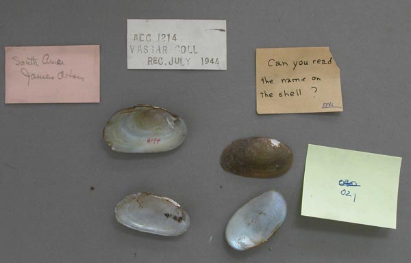 specimen