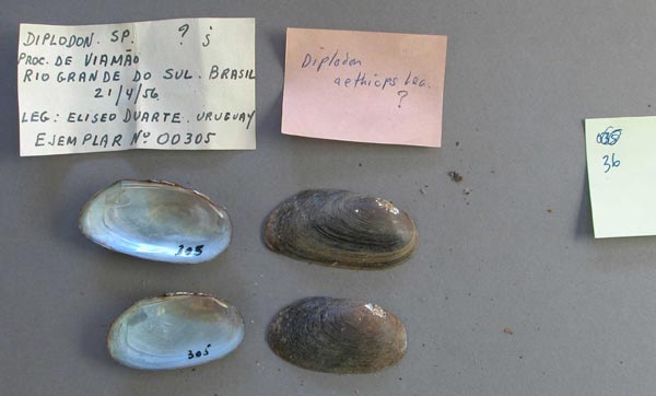 specimen
