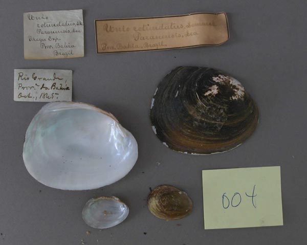 specimen