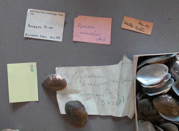 specimen