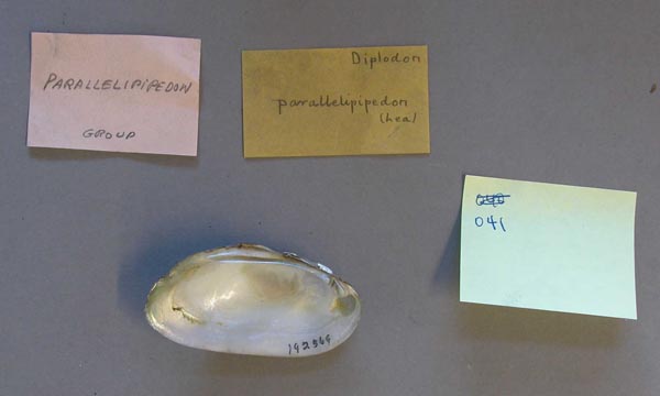 specimen