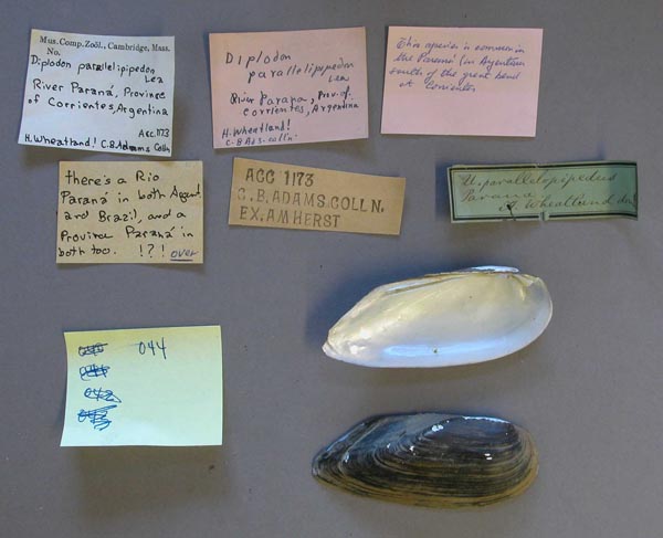 specimen