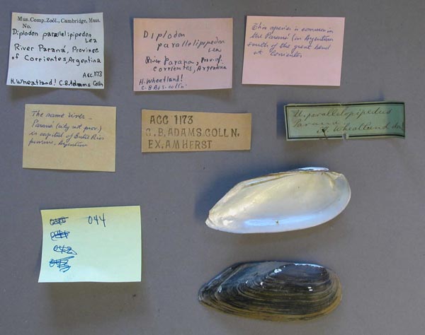 specimen