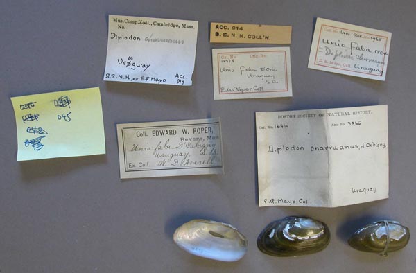 image of lot MCZ_MP.45 image of lot MCZ_MP.45