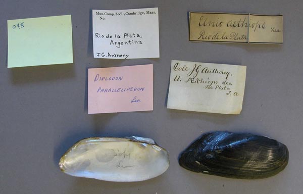 specimen