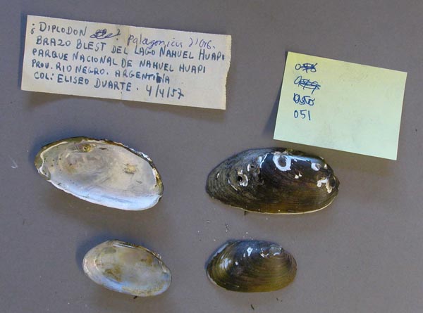 specimen