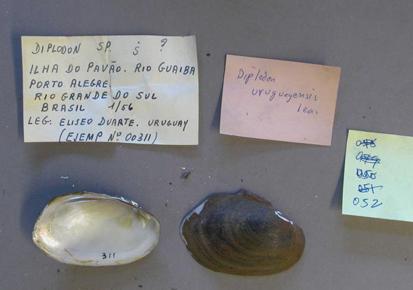 specimen