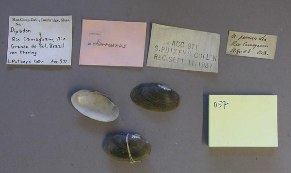 image of lot MCZ_MP.57 image of lot MCZ_MP.57